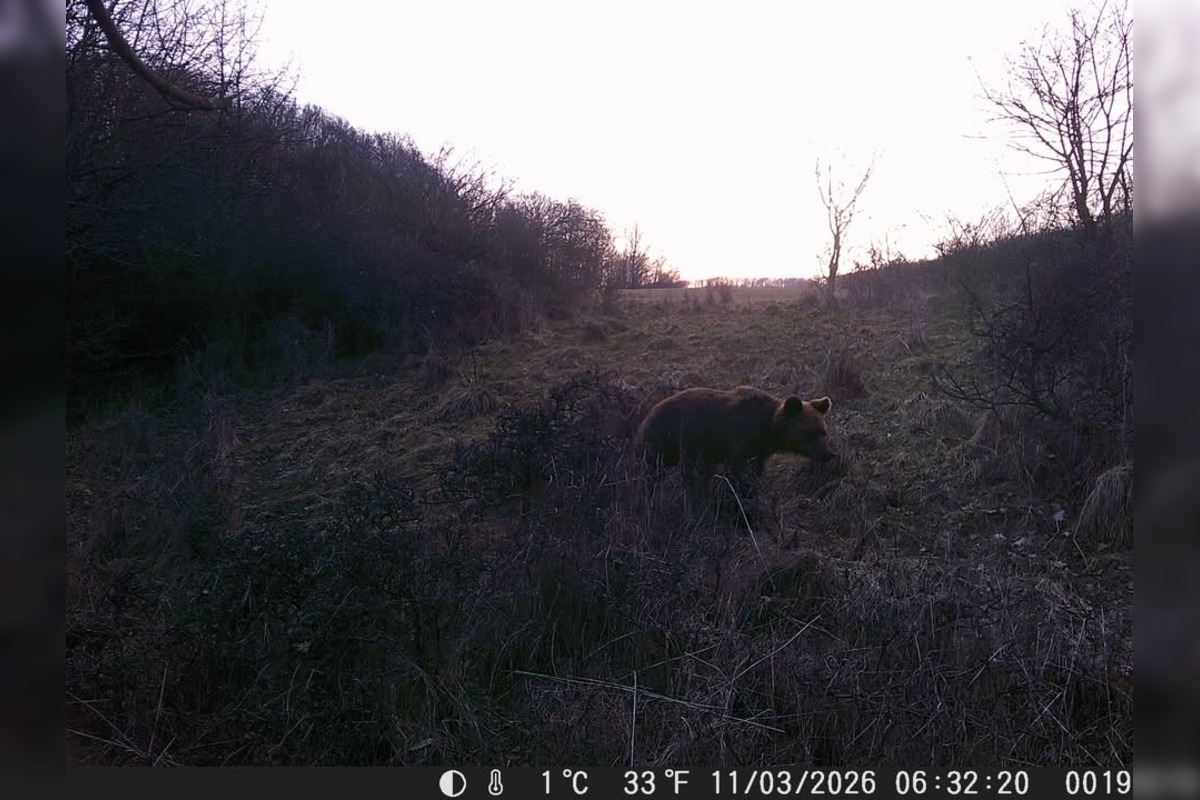 FOTO: Pri obci Trnavá Hora sa objavil medveď, foto 1