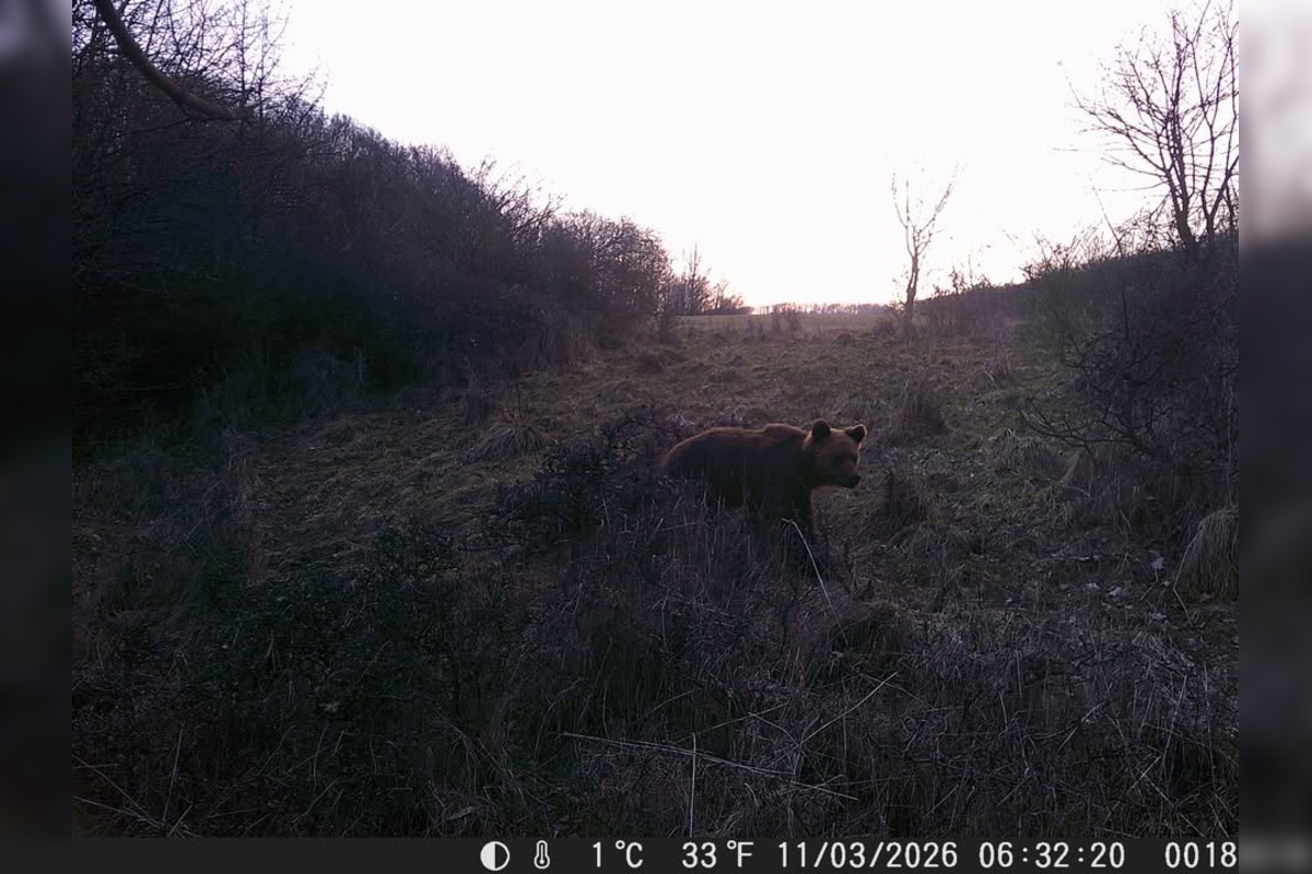 FOTO: Pri obci Trnavá Hora sa objavil medveď, foto 2