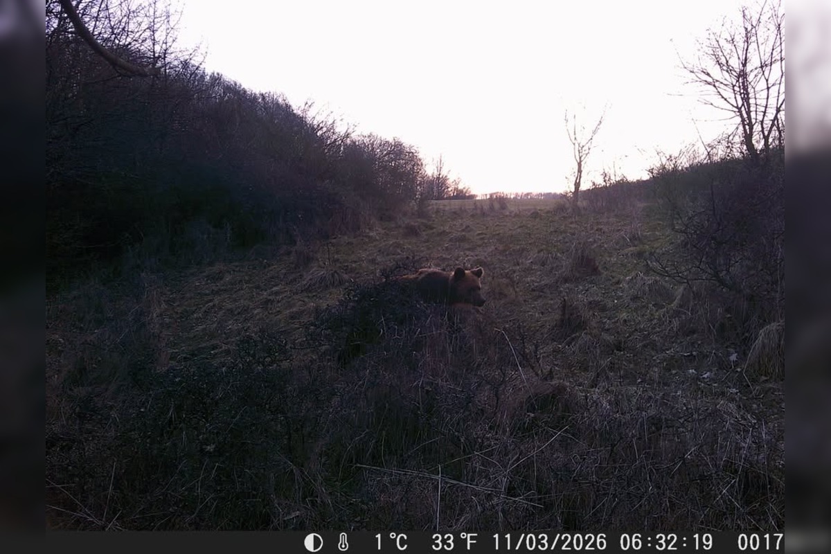 FOTO: Pri obci Trnavá Hora sa objavil medveď, foto 3