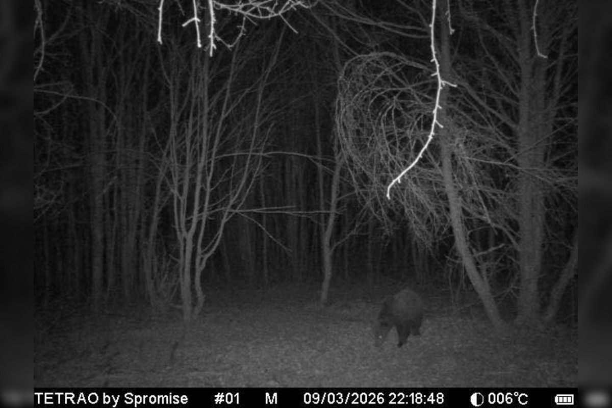 FOTO: Pri obci Trnavá Hora sa objavil medveď, foto 4