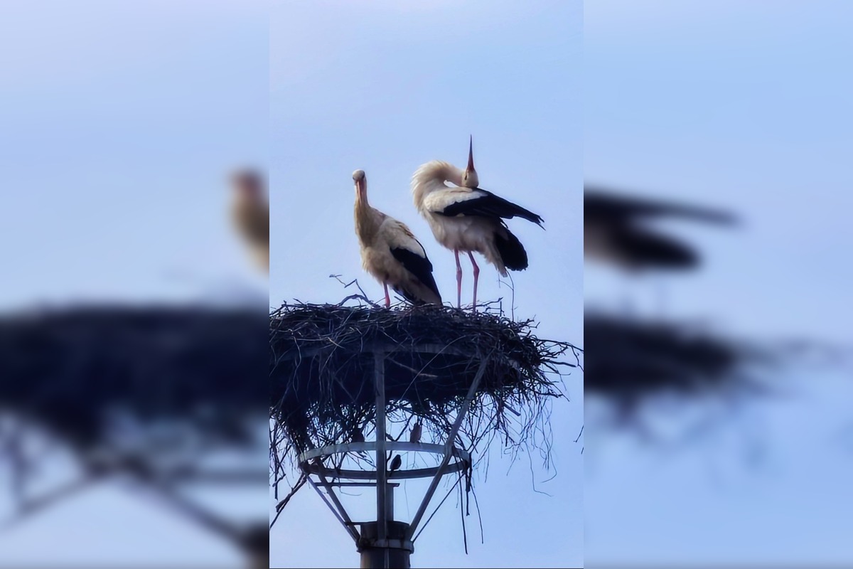 FOTO: Bociany opäť priniesli radosť do obcí, foto 1