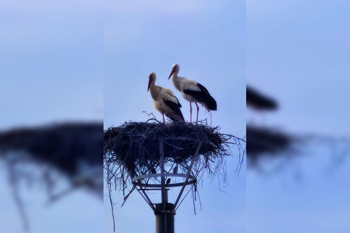 FOTO: Bociany opäť priniesli radosť do obcí, foto 2