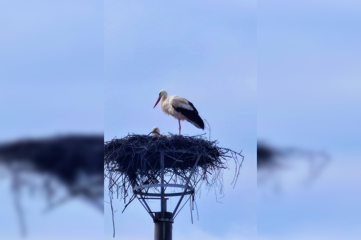 FOTO: Bociany opäť priniesli radosť do obcí, foto 3