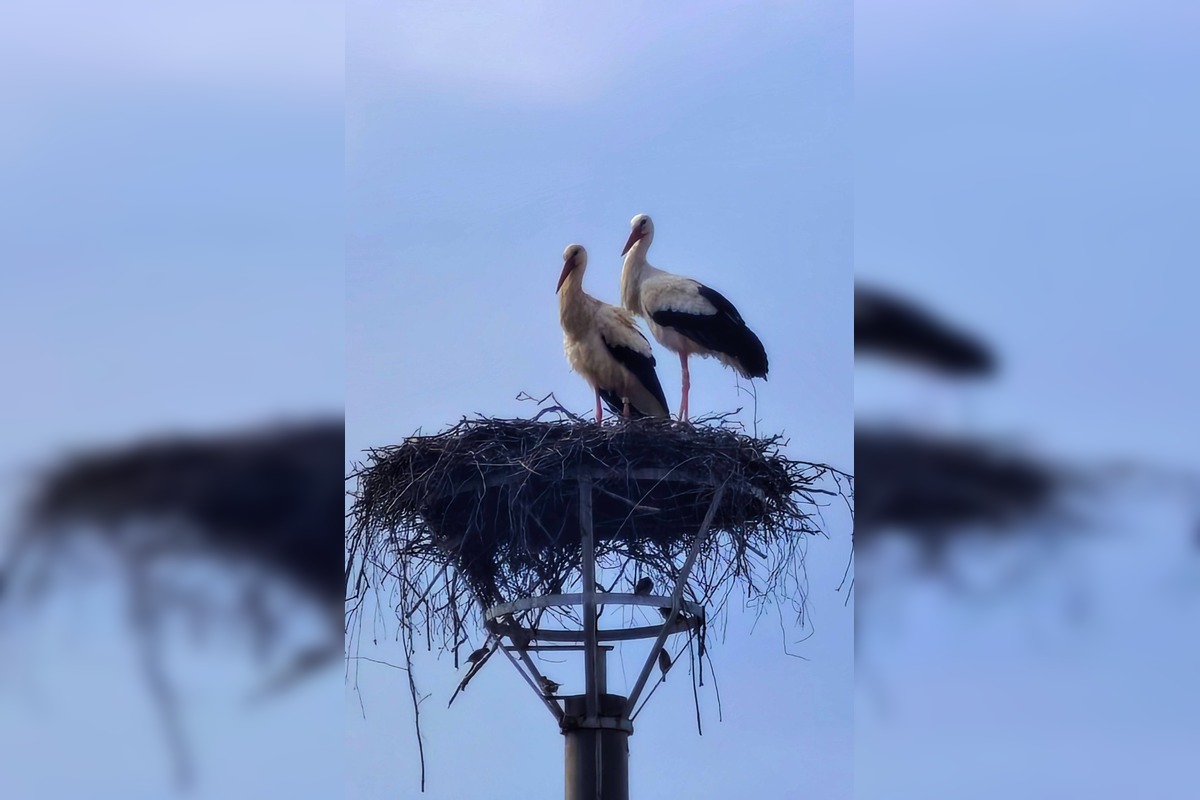 FOTO: Bociany opäť priniesli radosť do obcí, foto 4