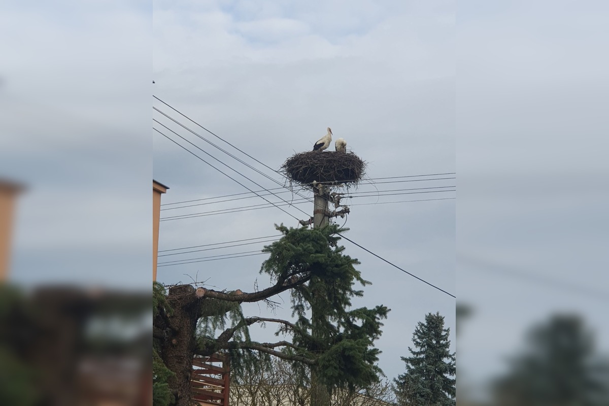 FOTO: Bociany opäť priniesli radosť do obcí, foto 5
