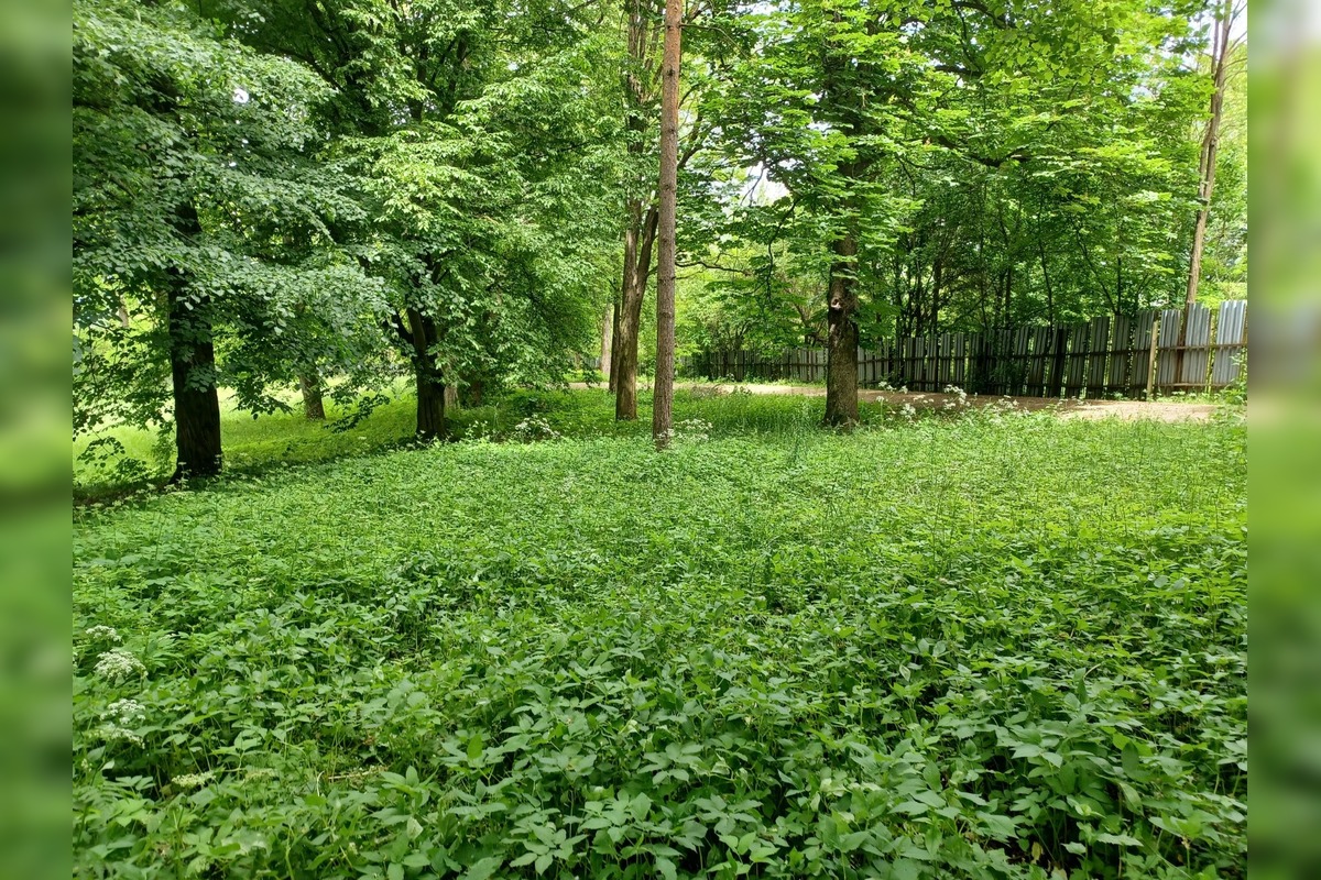 FOTO: Zvolen plánuje veľkú obnovu Borovej hory, foto 1