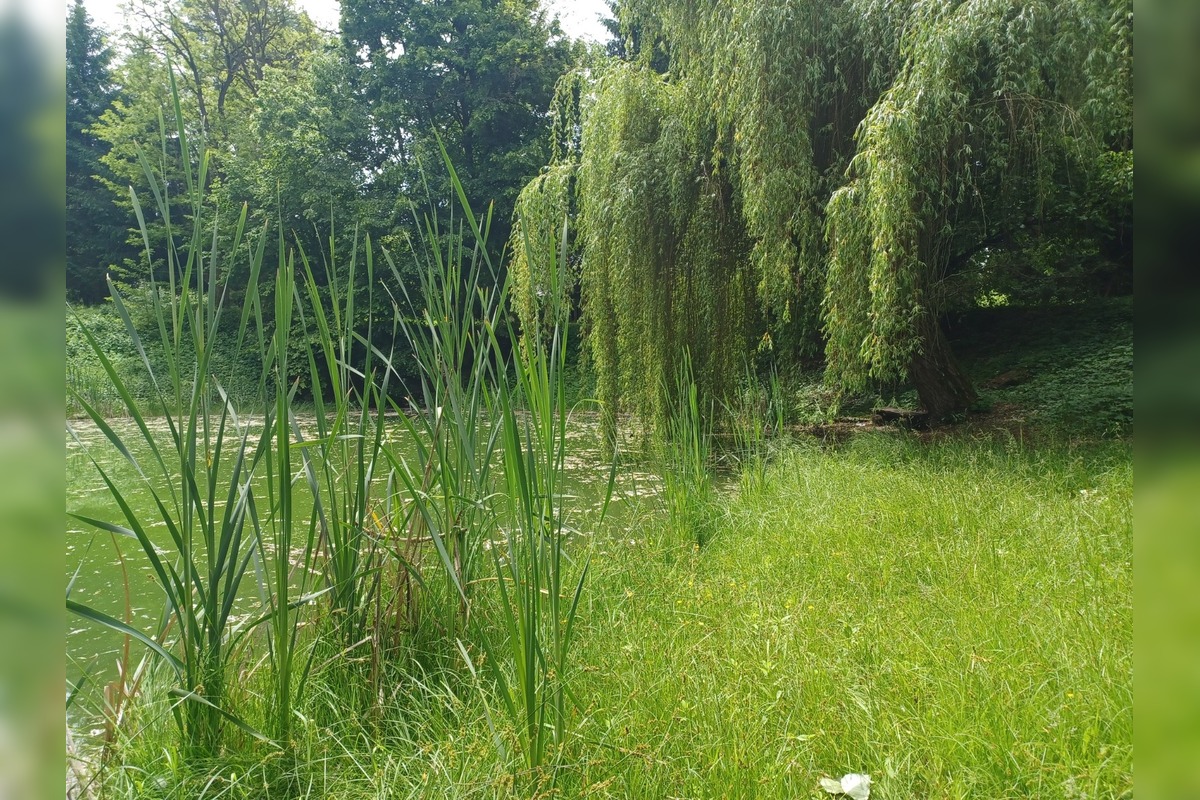 FOTO: Zvolen plánuje veľkú obnovu Borovej hory, foto 3