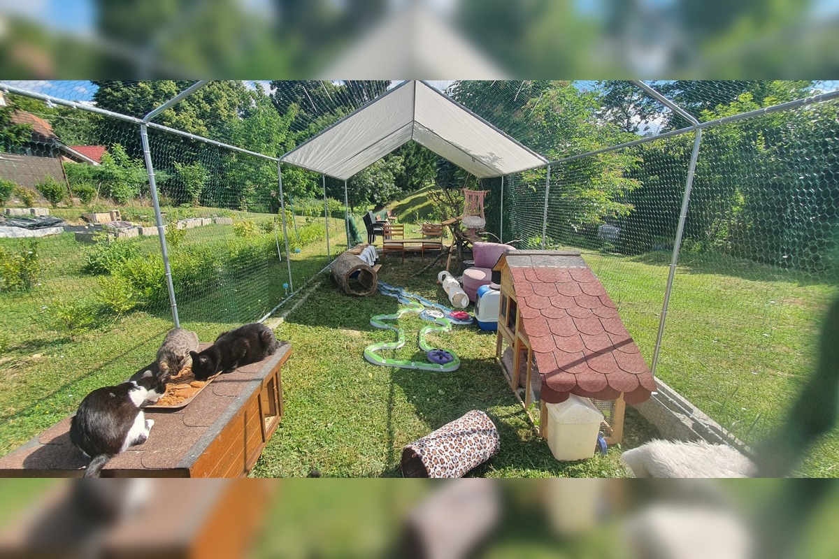 FOTO: Občianske združenie poskytovalo pomoc pre mačky a psíkov, foto 1