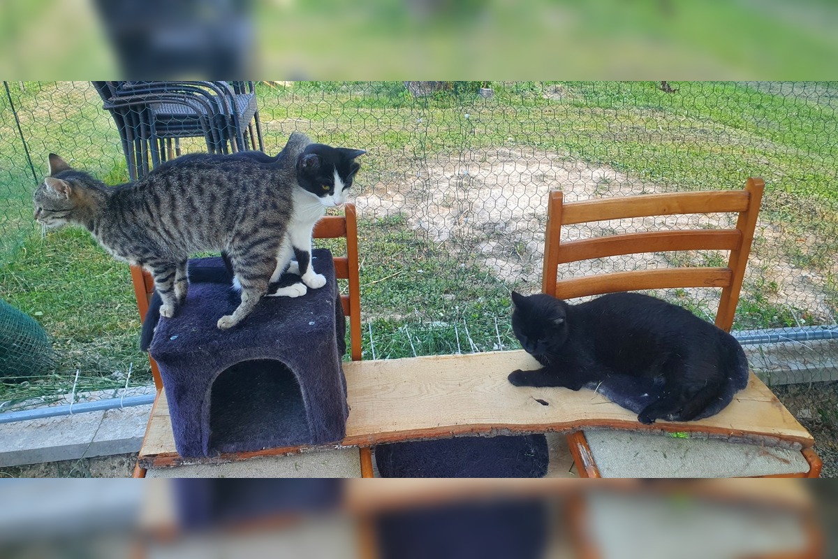 FOTO: Občianske združenie poskytovalo pomoc pre mačky a psíkov, foto 2