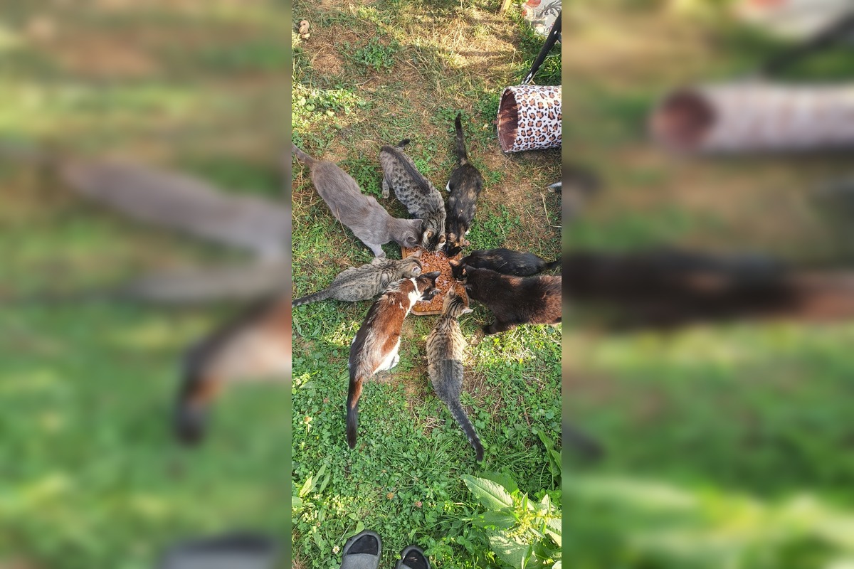 FOTO: Občianske združenie poskytovalo pomoc pre mačky a psíkov, foto 3