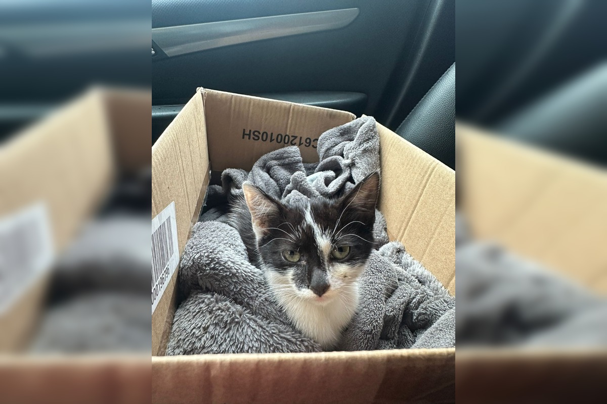 FOTO: Občianske združenie poskytovalo pomoc pre mačky a psíkov, foto 4