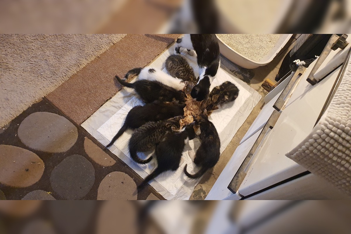 FOTO: Občianske združenie poskytovalo pomoc pre mačky a psíkov, foto 5