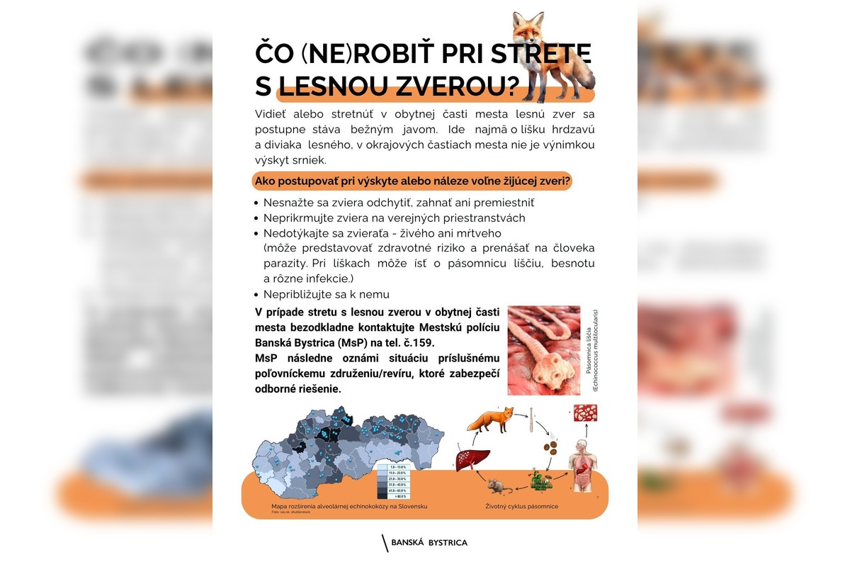 FOTO: Líška sa pravidelne vracia na sídlisko v Bystrici, foto 1