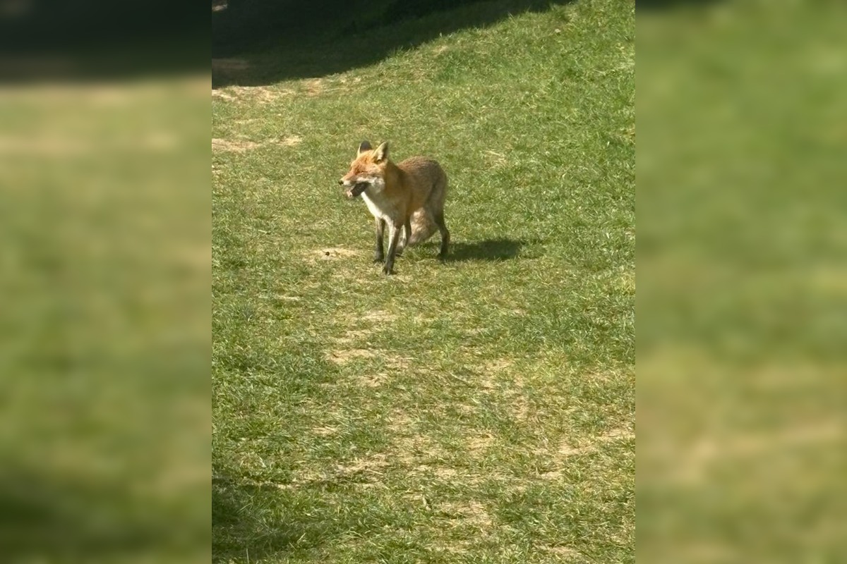 FOTO: Líška sa pravidelne vracia na sídlisko v Bystrici, foto 2