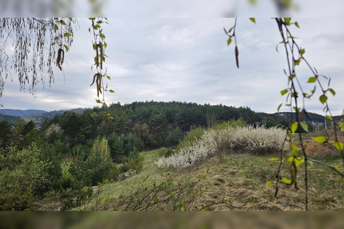 FOTO: Les nad Tulskou ulicou v Banskej Bystrici trápi neporiadok, foto 8