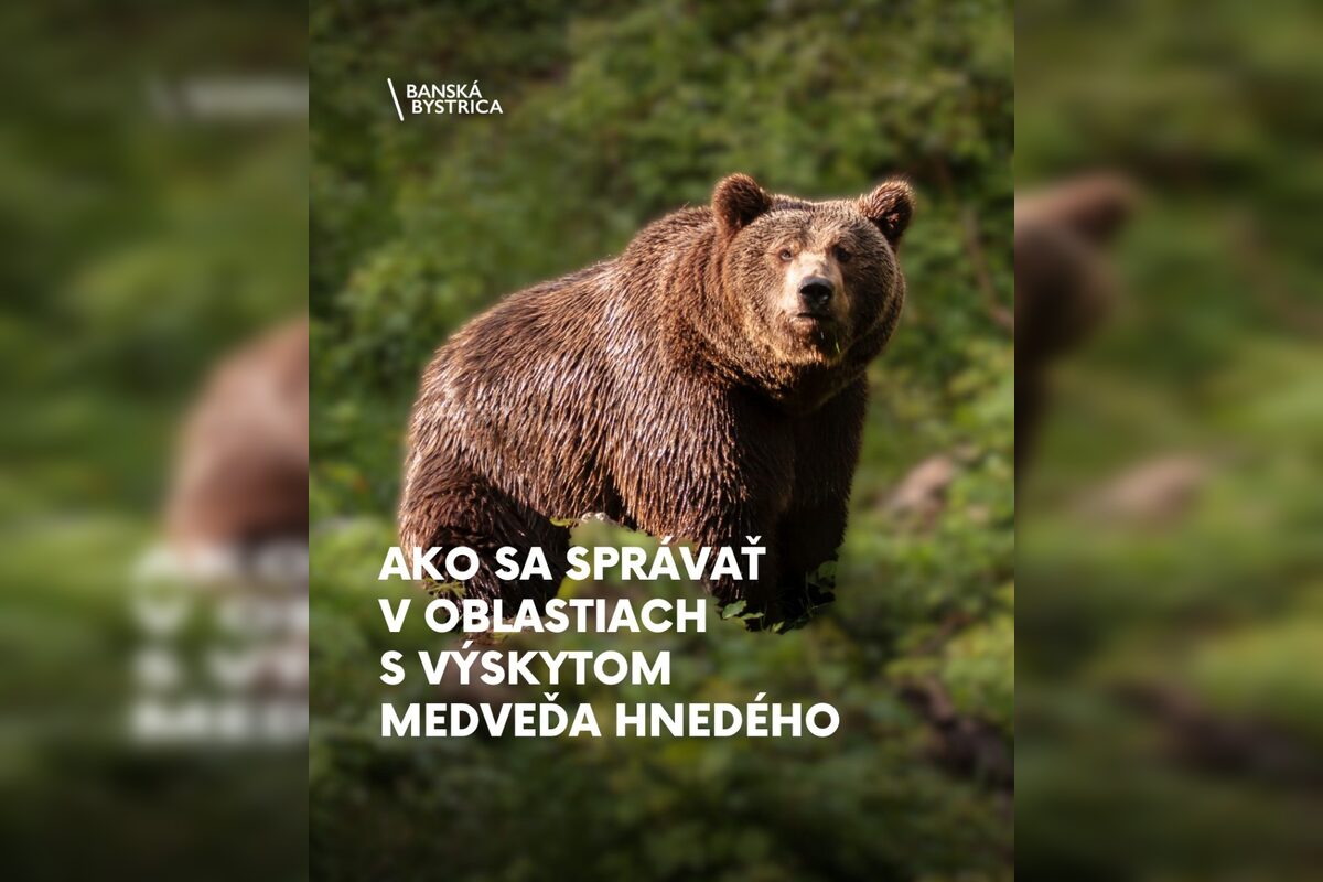 FOTO: Čo robiť, keď stretnete medveďa?, foto 1