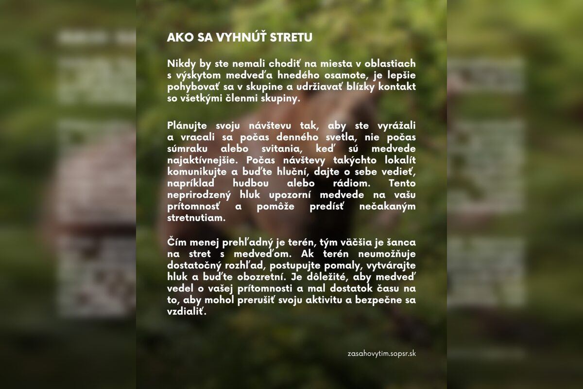 FOTO: Čo robiť, keď stretnete medveďa?, foto 2