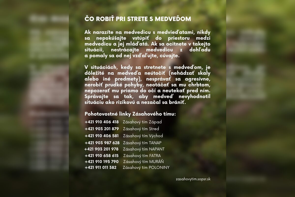 FOTO: Čo robiť, keď stretnete medveďa?, foto 4