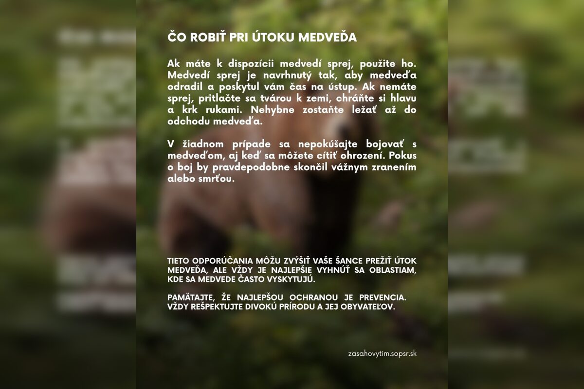 FOTO: Čo robiť, keď stretnete medveďa?, foto 5