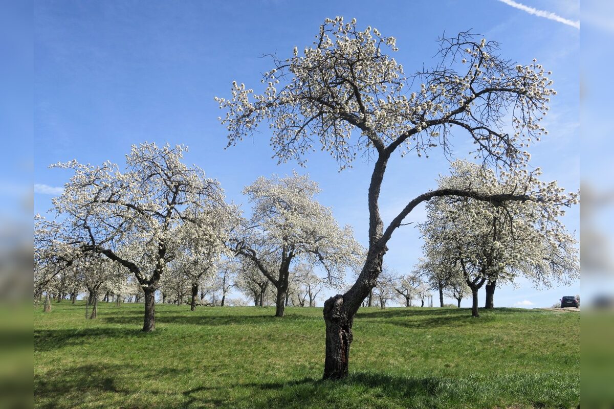 FOTO: Rozkvitnutá Papuľka láka návštevníkov, foto 2