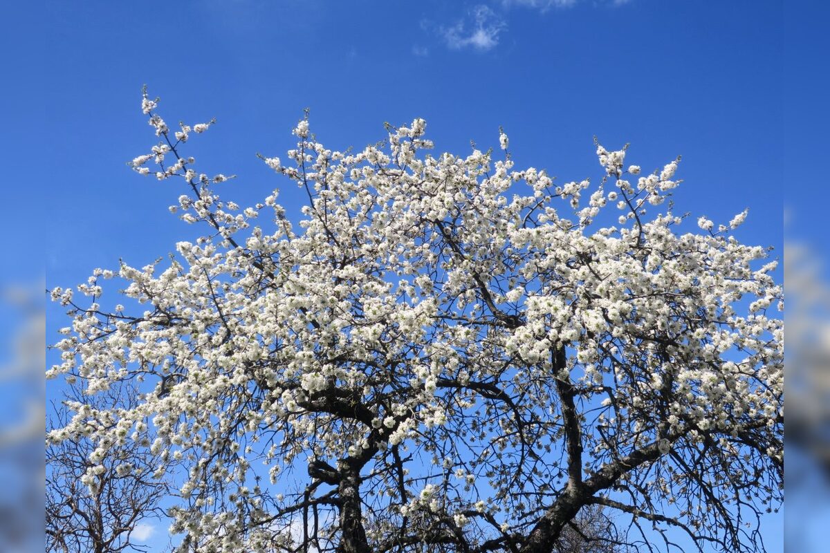 FOTO: Rozkvitnutá Papuľka láka návštevníkov, foto 3