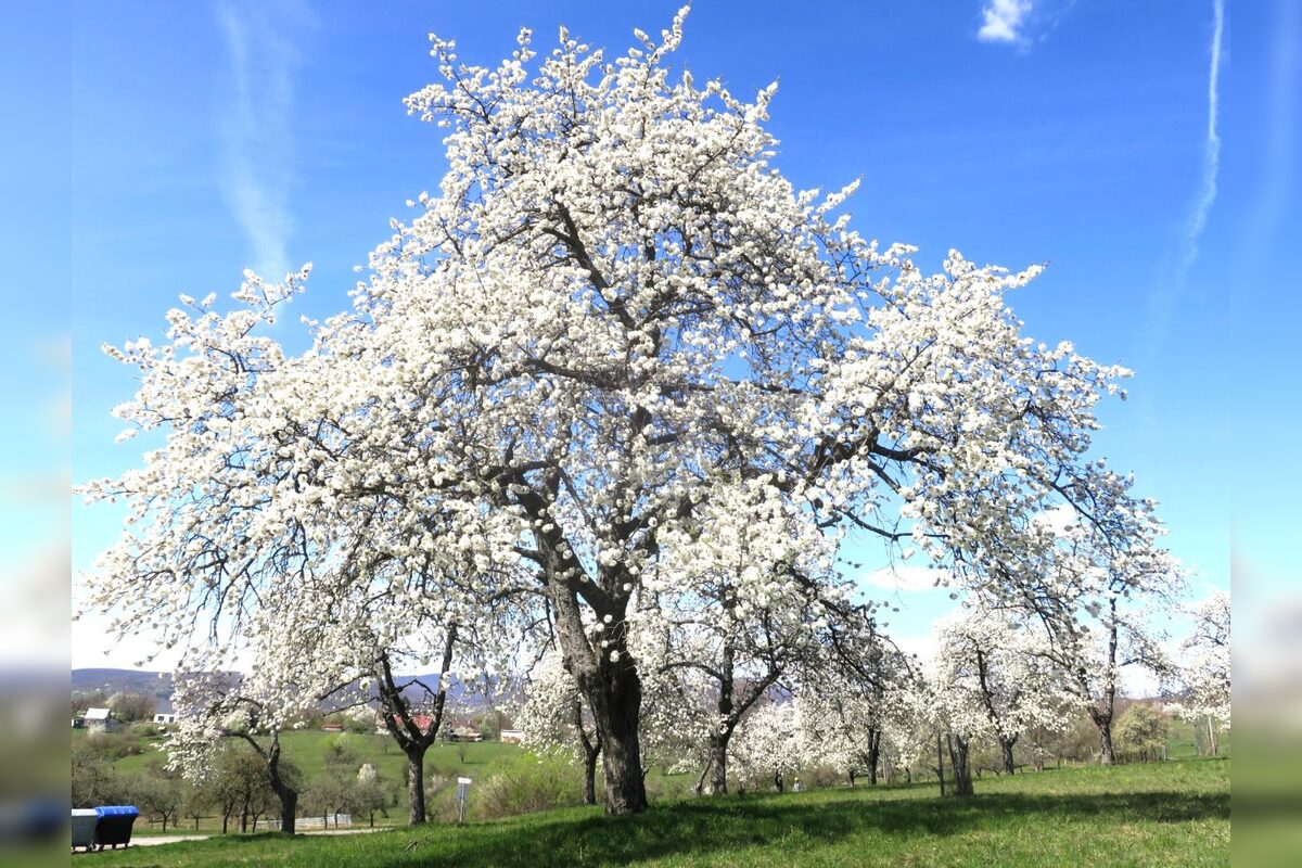 FOTO: Rozkvitnutá Papuľka láka návštevníkov, foto 1