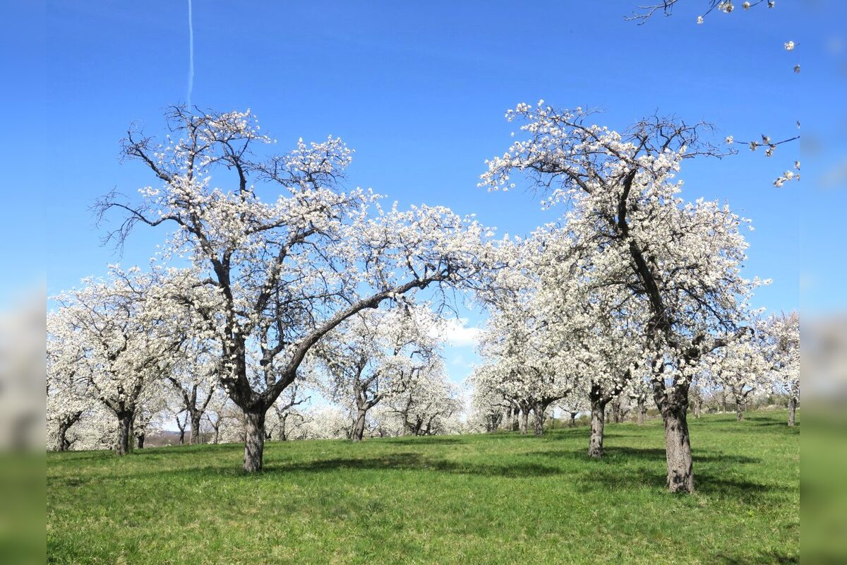 FOTO: Rozkvitnutá Papuľka láka návštevníkov, foto 4