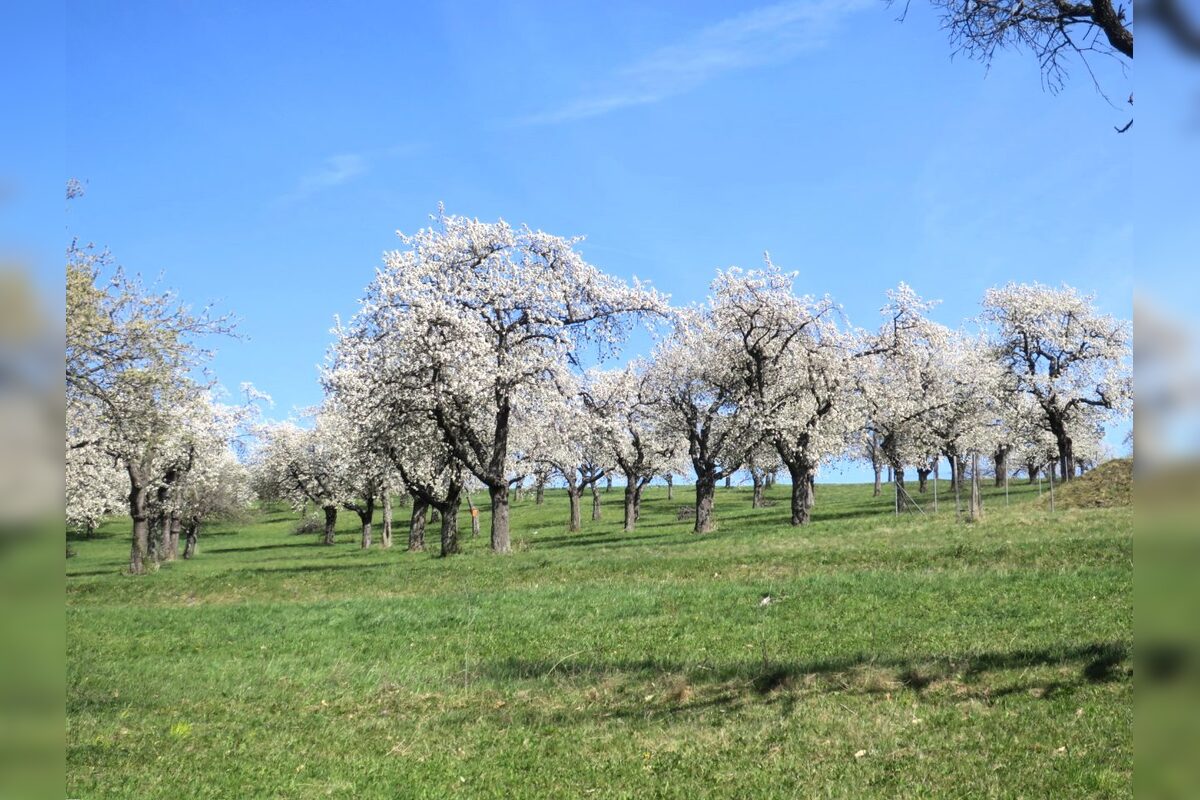 FOTO: Rozkvitnutá Papuľka láka návštevníkov, foto 5