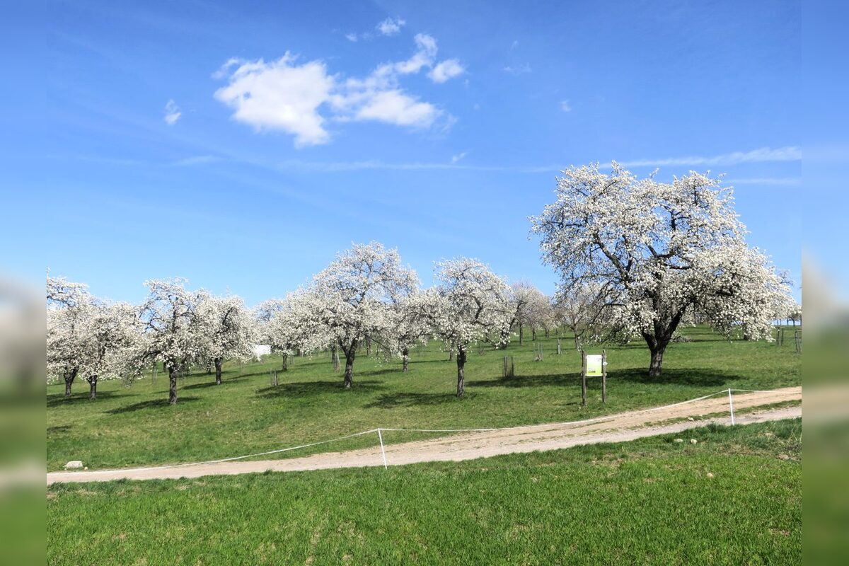 FOTO: Rozkvitnutá Papuľka láka návštevníkov, foto 6