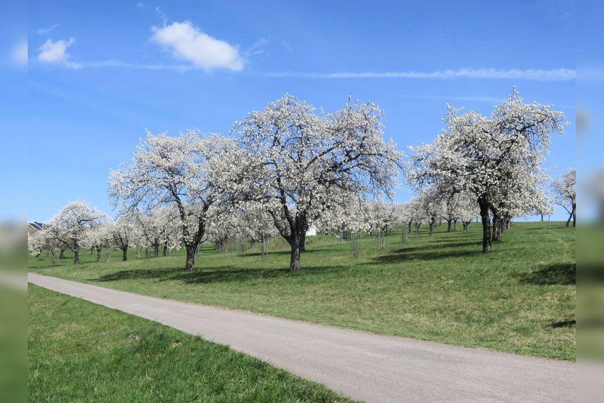 FOTO: Rozkvitnutá Papuľka láka návštevníkov, foto 7