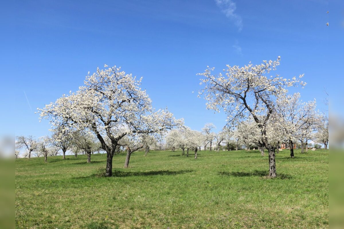 FOTO: Rozkvitnutá Papuľka láka návštevníkov, foto 8