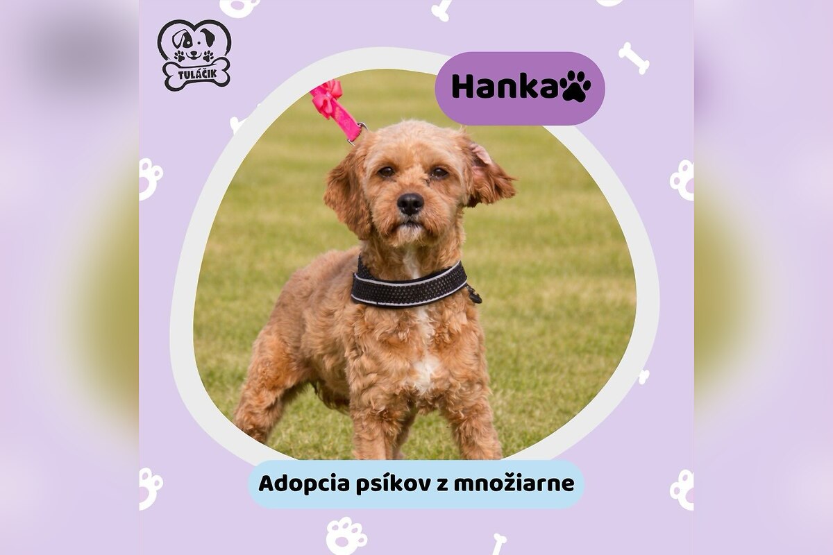 FOTO: Psíky z množiarne sú pripravené ísť domov, foto 5