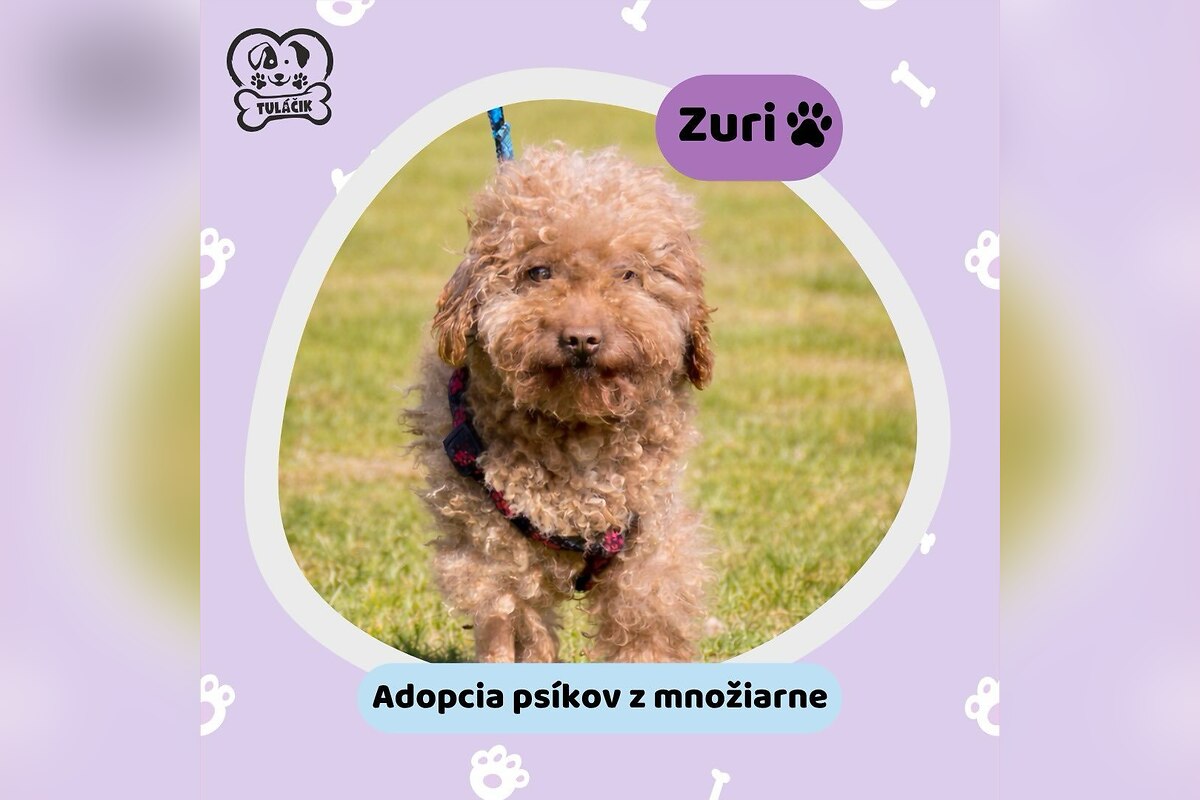 FOTO: Psíky z množiarne sú pripravené ísť domov, foto 7