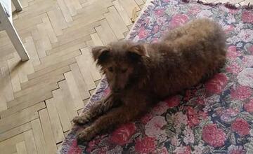 FOTO: V českom filme sa objavil psík zo zvolenského útulku