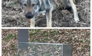 FOTO: Pátranie po plachej fene na hraniciach Banskobystrického kraja