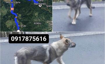 FOTO: Pátranie po plachej fene na hraniciach Banskobystrického kraja