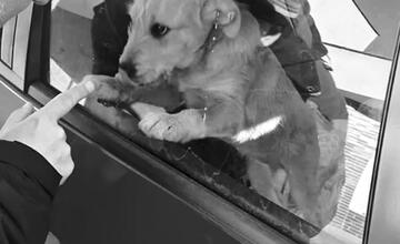 FOTO: Nečakaná smrť Andreja, ktorý pomáhal zvieratám vo Fiľakove