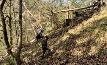 FOTO: Do lesov v Banskej Bystrici pribudne hojný počet nových stromčekov