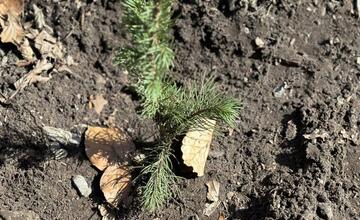FOTO: Do lesov v Banskej Bystrici pribudne hojný počet nových stromčekov