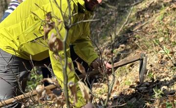 FOTO: Do lesov v Banskej Bystrici pribudne hojný počet nových stromčekov