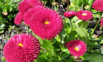 FOTO: Banskú Bystricu spestrí takmer 58-tisíc vysadených kvetov