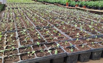 FOTO: Banskú Bystricu spestrí takmer 58-tisíc vysadených kvetov