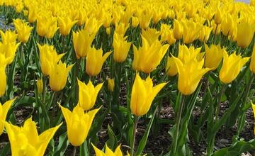 FOTO: Banskú Bystricu spestrí takmer 58-tisíc vysadených kvetov