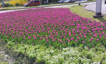 FOTO: Banskú Bystricu spestrí takmer 58-tisíc vysadených kvetov