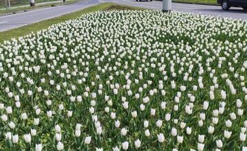 FOTO: Banskú Bystricu spestrí takmer 58-tisíc vysadených kvetov