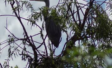 FOTO: Volavky pod Zvolenským zámkom