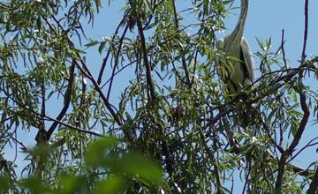 FOTO: Volavky pod Zvolenským zámkom