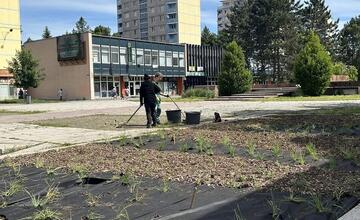 FOTO: Banská Bystrica inovuje svoje kvetinové záhony. Vysadí 58-tisíc trvaliek