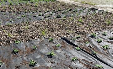 FOTO: Banská Bystrica inovuje svoje kvetinové záhony. Vysadí 58-tisíc trvaliek