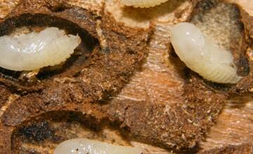 FOTO: Lykožrútová kalamita